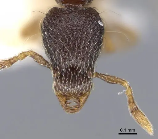 Strumigenys sistrura specimen CASENT0914727 image casent0914727_2