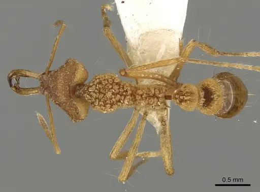 Strumigenys sisyrata specimen CASENT0280752 image casent0280752_1