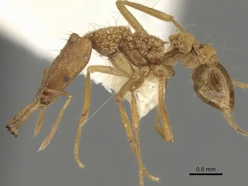 Strumigenys sisyrata specimen CASENT0280752 image casent0280752_3
