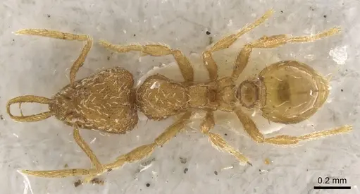 Strumigenys skia specimen CASENT0900478 image casent0900478_1