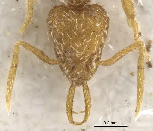 Strumigenys skia specimen CASENT0900478 image casent0900478_2