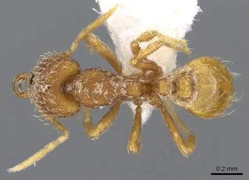 Strumigenys skia specimen CASENT0914752 image casent0914752_1