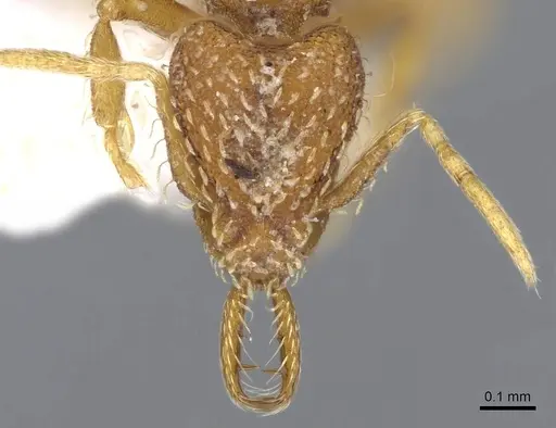 Strumigenys skia specimen CASENT0914752 image casent0914752_2
