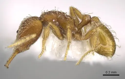 Strumigenys skia specimen CASENT0914752 image casent0914752_3