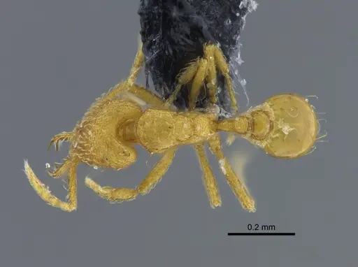 Strumigenys skia specimen CBUMAGENT41694 image cbumagent41694_1