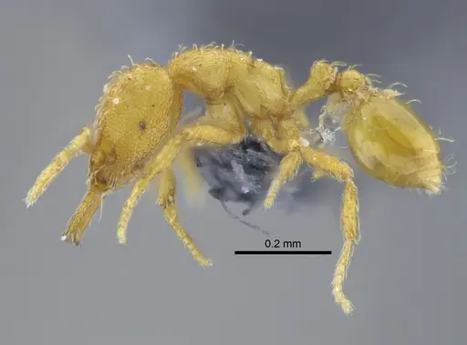 Strumigenys skia specimen CBUMAGENT41694 image cbumagent41694_3