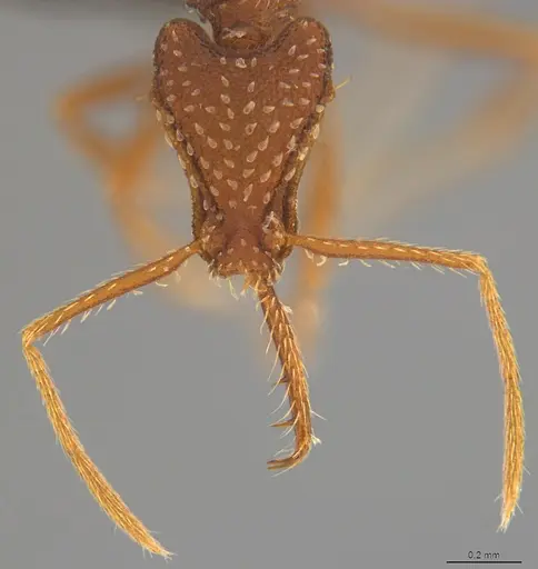 Strumigenys smilax specimen ANTWEB1032491 image antweb1032491_1