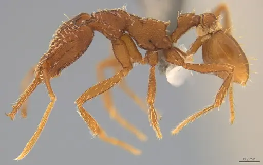 Strumigenys smilax specimen ANTWEB1032491 image antweb1032491_2