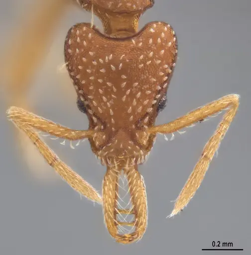 Strumigenys smithii specimen ANTWEB1053703 image antweb1053703_3
