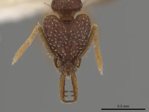 Strumigenys smithii specimen CASENT0640667 image casent0640667_2