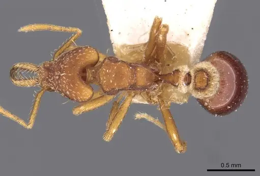 Strumigenys smithii specimen CASENT0909328 image casent0909328_1
