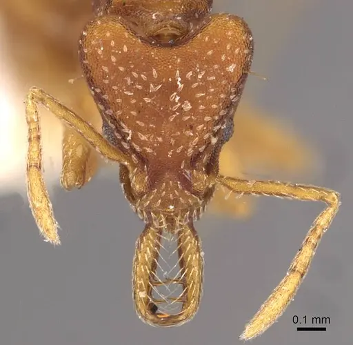 Strumigenys smithii specimen CASENT0909328 image casent0909328_2
