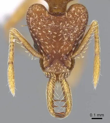 Strumigenys smithii specimen CASENT0914753 image casent0914753_2