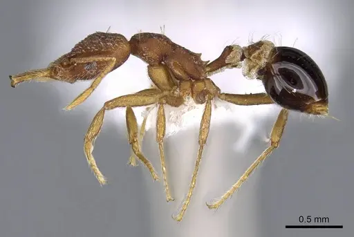 Strumigenys smithii specimen CASENT0914753 image casent0914753_3