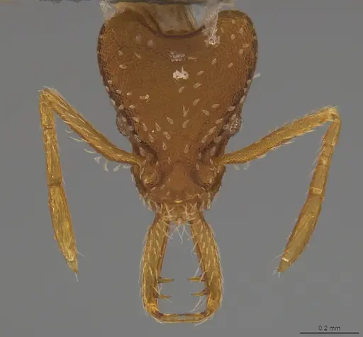 Strumigenys smithii specimen CASENT4036197 image casent4036197_1