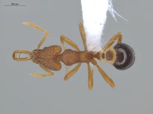 Strumigenys smithii specimen ECOFOG-IT14-0300-84 image ecofog-it14-0300-84_1