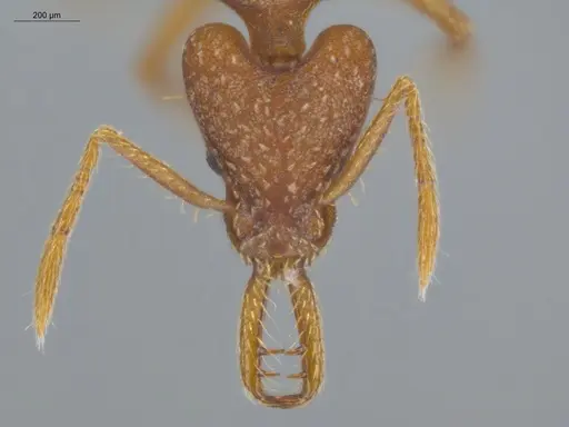 Strumigenys smithii specimen ECOFOG-IT14-0300-84 image ecofog-it14-0300-84_2