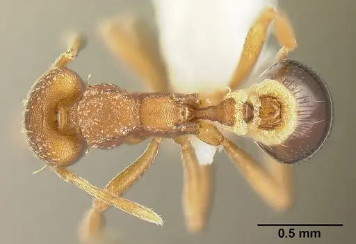 Strumigenys smithii specimen INBIOCRI002281918 image inbiocri002281918_1