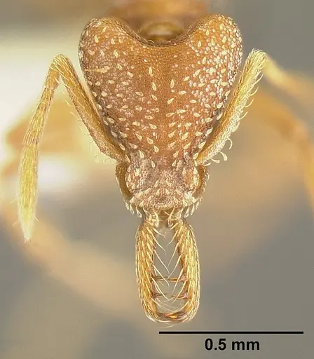 Strumigenys smithii specimen INBIOCRI002281918 image inbiocri002281918_2