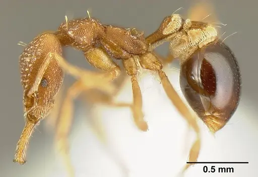 Strumigenys smithii specimen INBIOCRI002281918 image inbiocri002281918_3