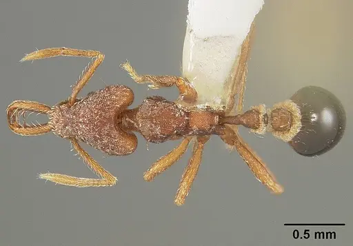 Strumigenys smithii specimen USNMENT00413854 image usnment00413854_1