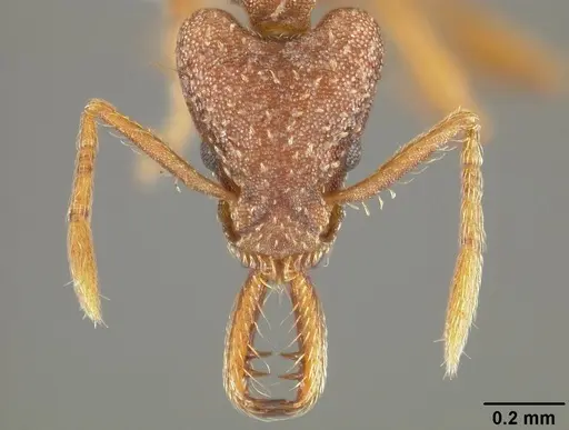 Strumigenys smithii specimen USNMENT00413854 image usnment00413854_2
