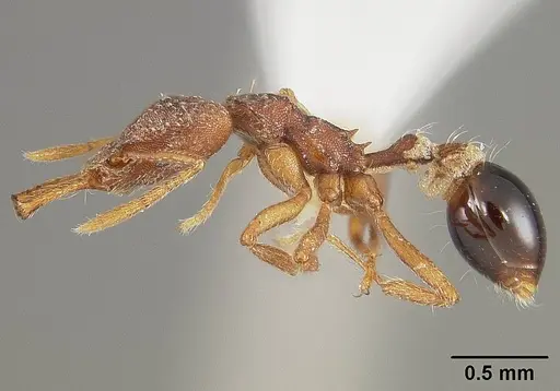 Strumigenys smithii specimen USNMENT00413854 image usnment00413854_3
