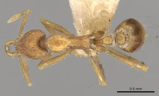 Strumigenys smythiesii specimen CASENT0280742 image casent0280742_1