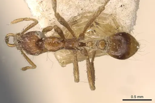 Strumigenys smythiesii specimen CASENT0909320 image casent0909320_1