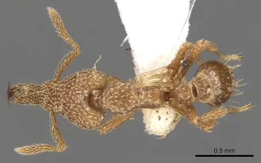 Strumigenys snellingi specimen CASENT0900784 image casent0900784_1