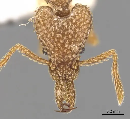 Strumigenys snellingi specimen CASENT0900784 image casent0900784_2