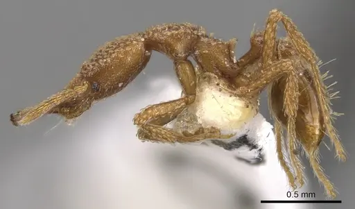 Strumigenys snellingi specimen CASENT0900784 image casent0900784_3