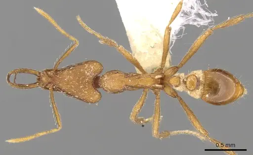 Strumigenys solifontis specimen CASENT0280743 image casent0280743_1