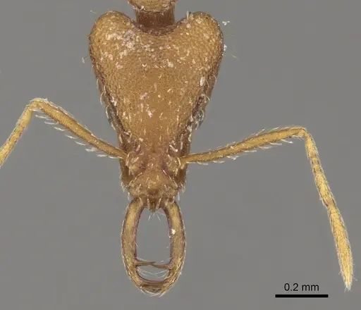 Strumigenys solifontis specimen CASENT0280743 image casent0280743_2