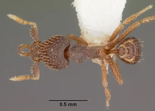 Strumigenys spathoda specimen CASENT0102618 image casent0102618_1