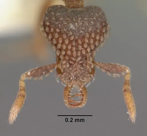 Strumigenys spathoda specimen CASENT0102618 image casent0102618_2