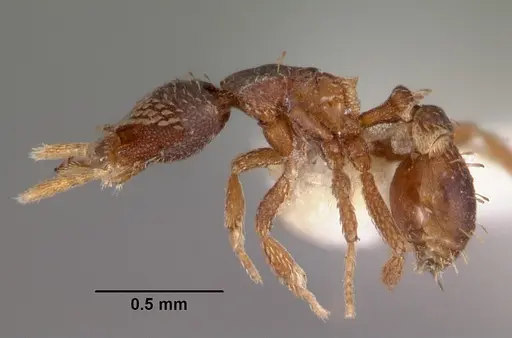 Strumigenys spathoda specimen CASENT0102618 image casent0102618_3