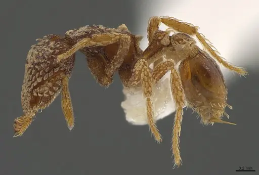 Strumigenys spathoda specimen CASENT0845033 image casent0845033_1