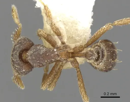 Strumigenys spathoda specimen CASENT0900630 image casent0900630_1