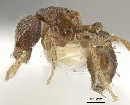 Strumigenys spathoda specimen CASENT0900630 image casent0900630_3