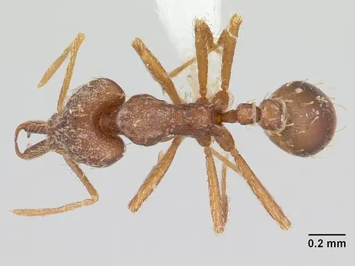 Strumigenys spathula specimen CASENT0178645 image casent0178645_1