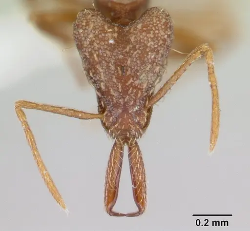 Strumigenys spathula specimen CASENT0178645 image casent0178645_2