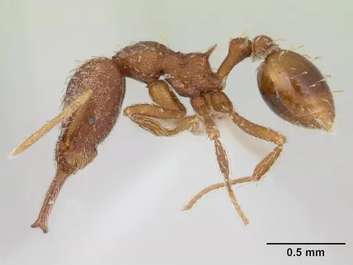 Strumigenys spathula specimen CASENT0178645 image casent0178645_3