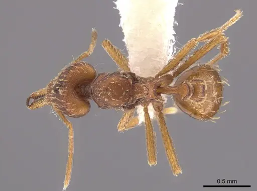 Strumigenys spathula specimen CASENT0648877 image casent0648877_1