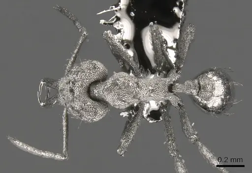 Strumigenys spathula specimen CASENT0900447 image casent0900447_1