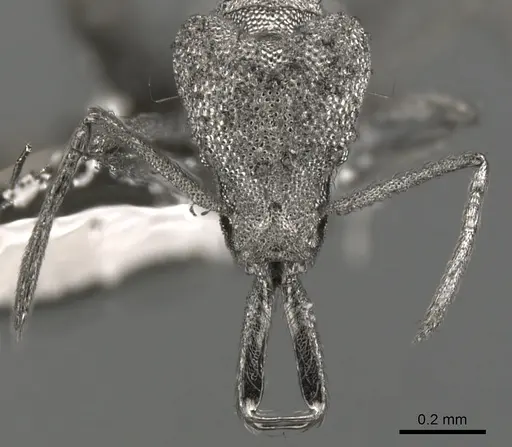 Strumigenys spathula specimen CASENT0900447 image casent0900447_2