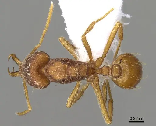 Strumigenys spathula specimen CASENT0914754 image casent0914754_1