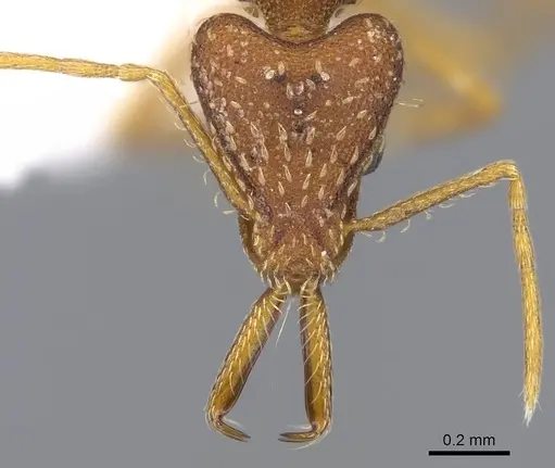 Strumigenys spathula specimen CASENT0914754 image casent0914754_2