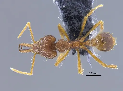 Strumigenys spathula specimen CBUMAGENT34138 image cbumagent34138_1