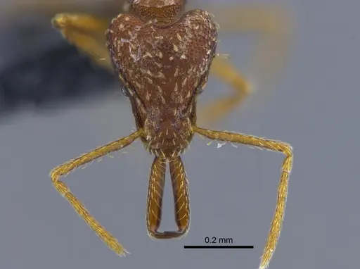 Strumigenys spathula specimen CBUMAGENT34138 image cbumagent34138_2